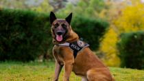 Başarılı narkotik köpeği “Poyraz” öldü